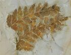 Two Fossil Ferns (Dennstaedtia) - Montana #120835-1